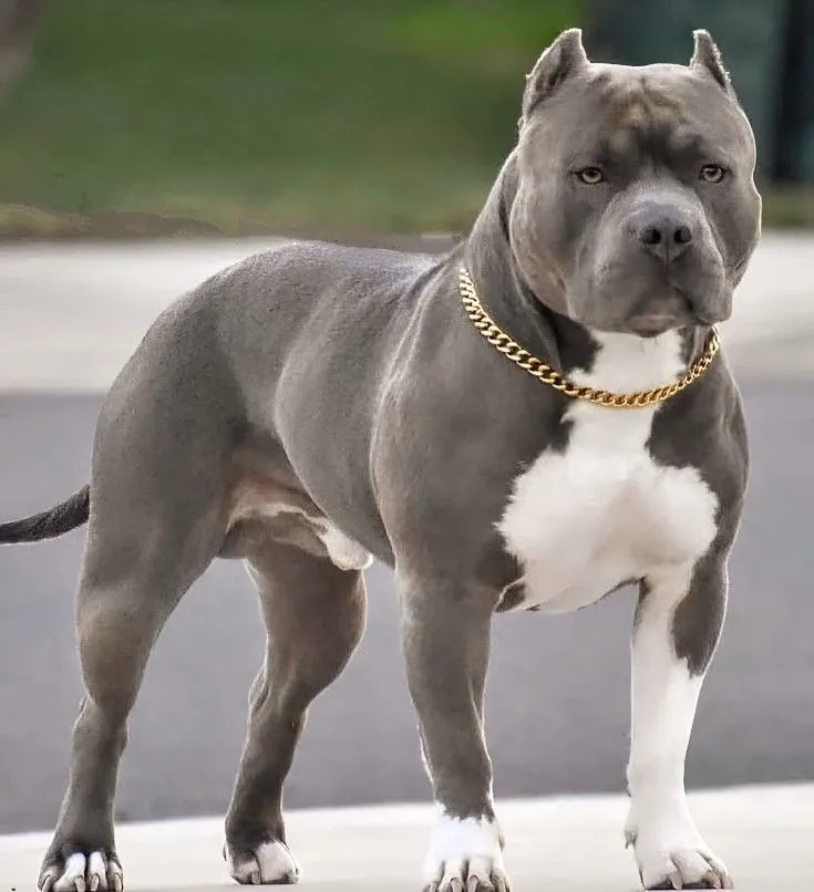 American Bully Dog