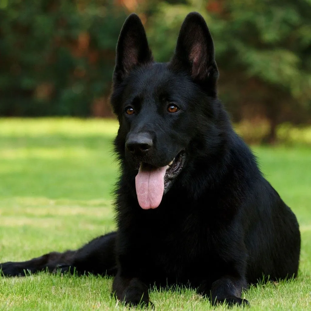 Black Jarman Safed Dog Price In India