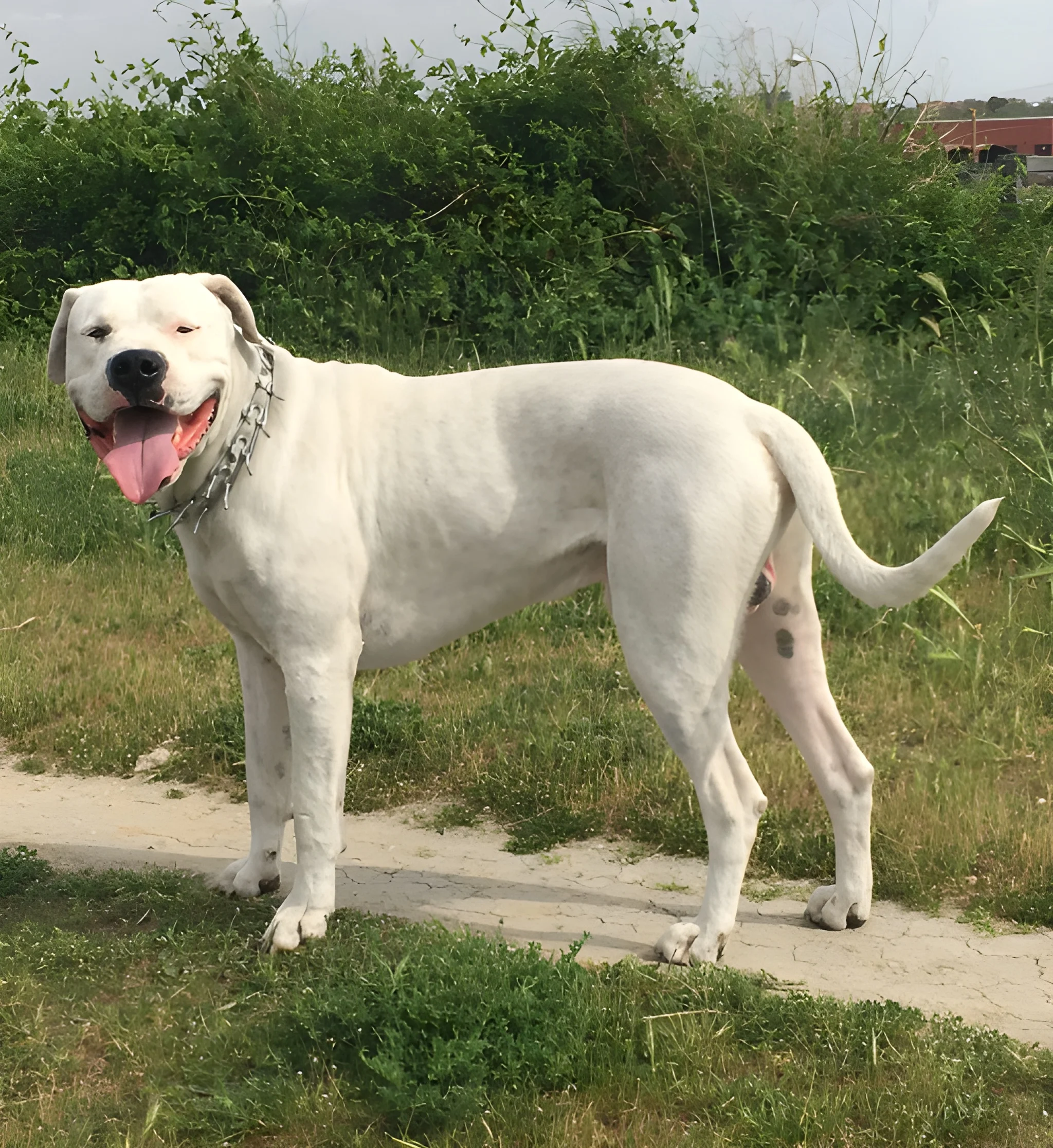 Bully Kutta Dog