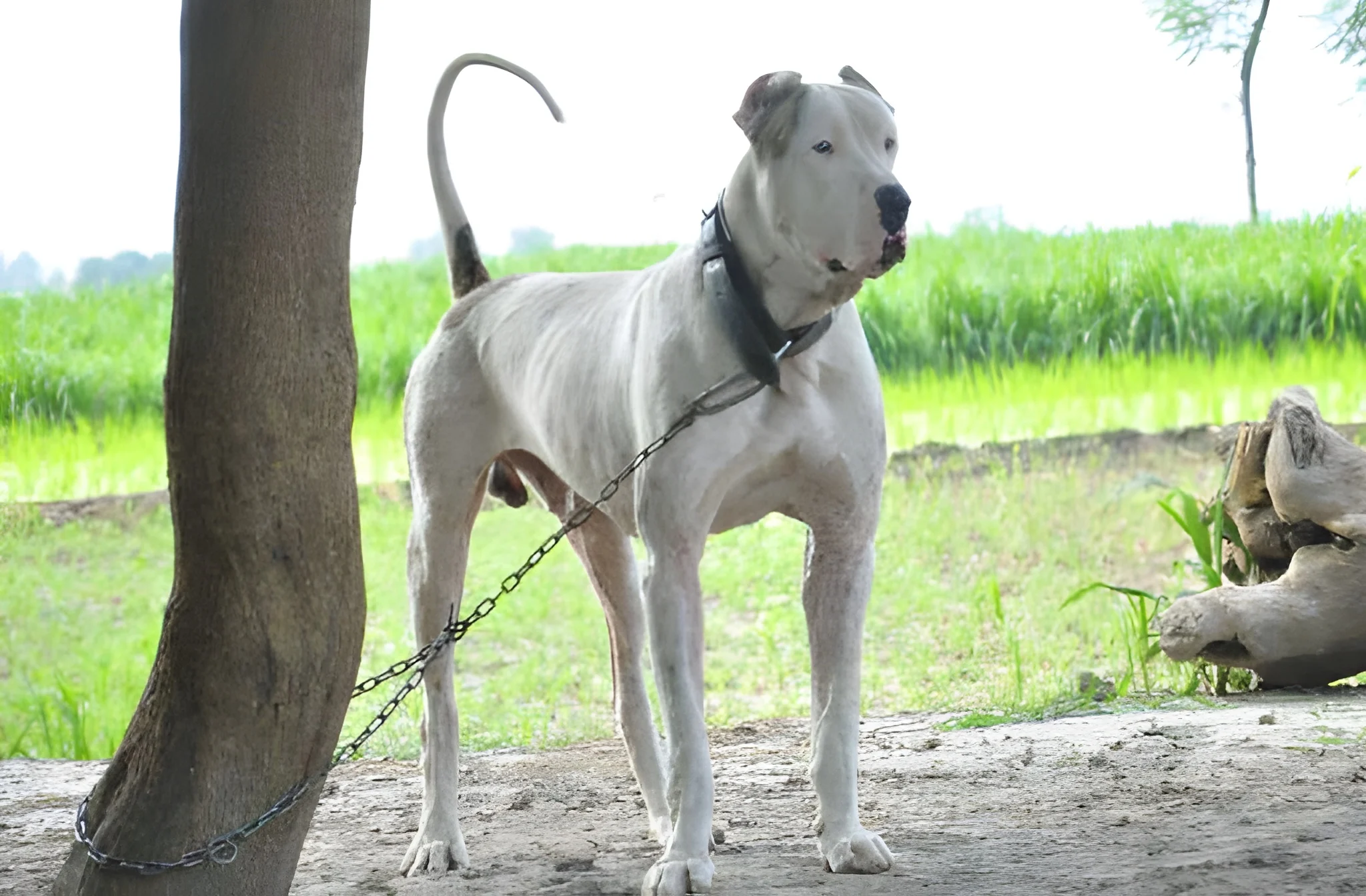 Bully Kutta Height