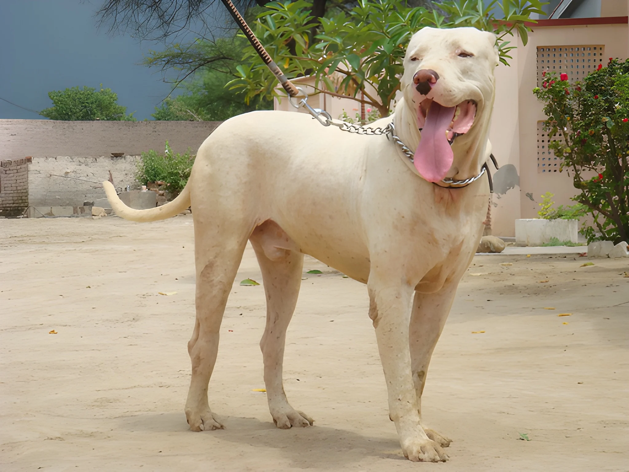 Bully Kutta Price