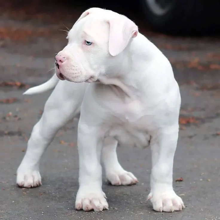 Bully Kutta Puppy