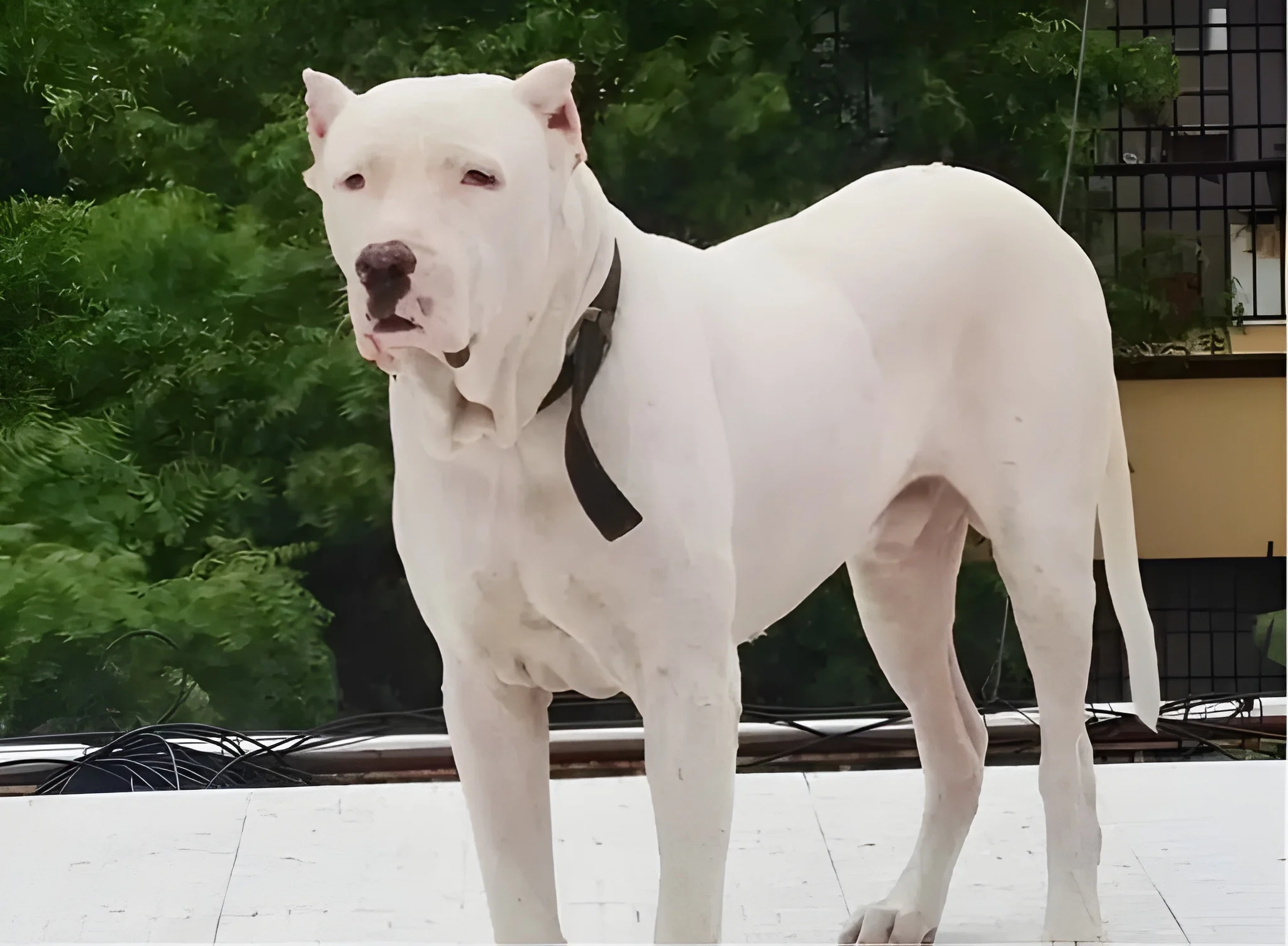Bully Kutta Temperament