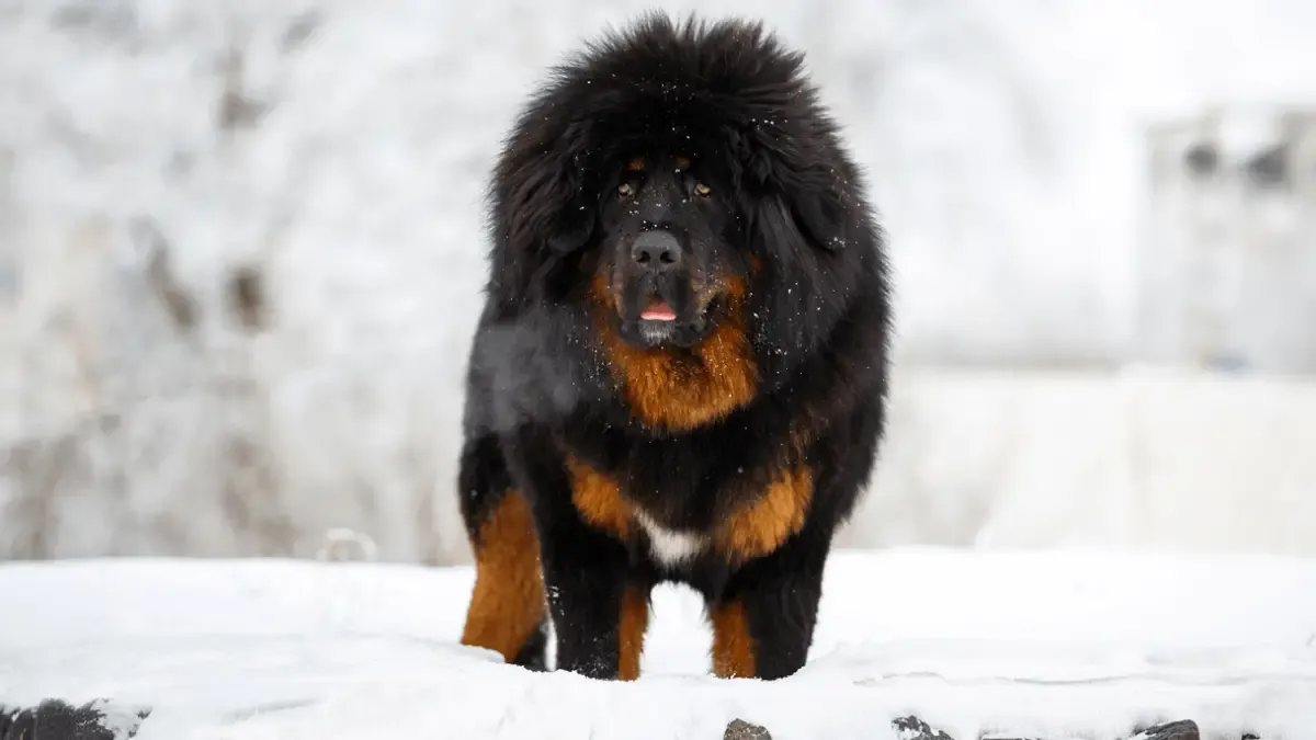 Environment for a Gaddi Dog