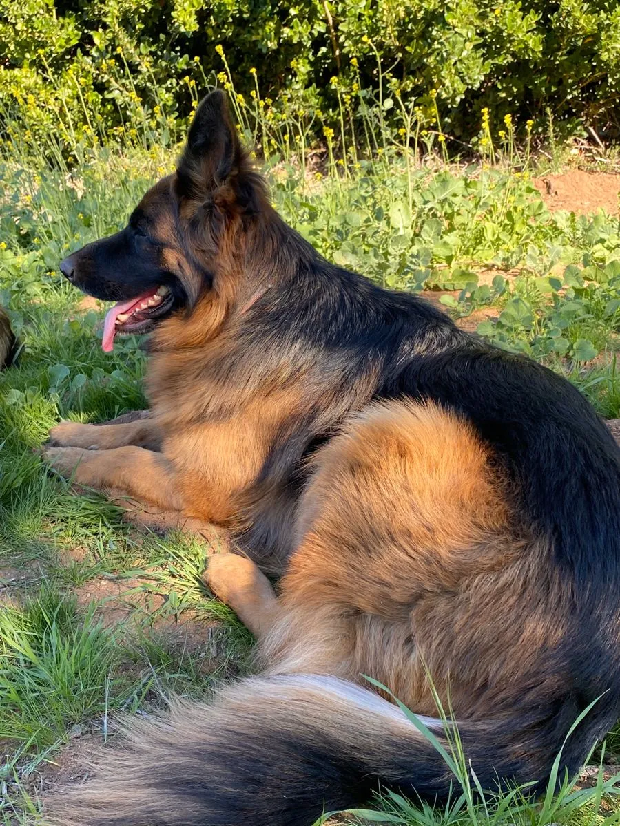 Jarman Safed Dog Price