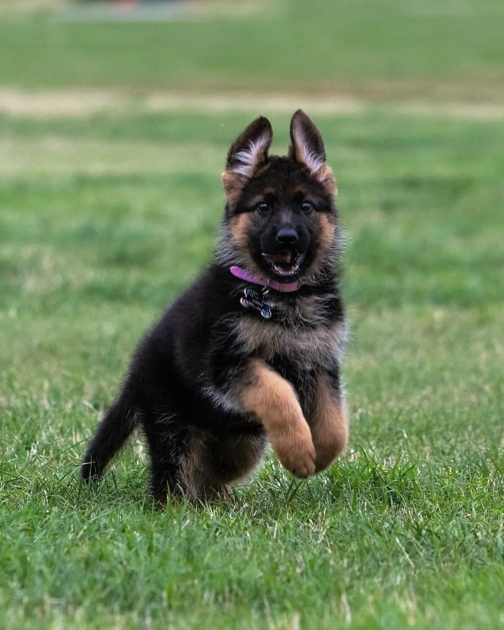 Jarman Safed Dog Puppy Price