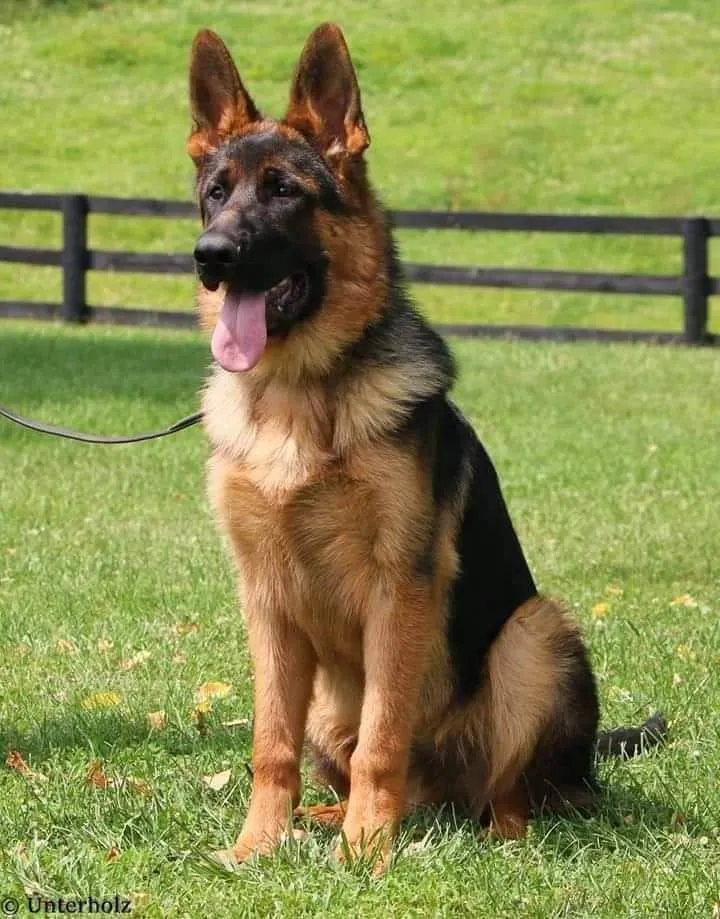Jarman Safed Dog