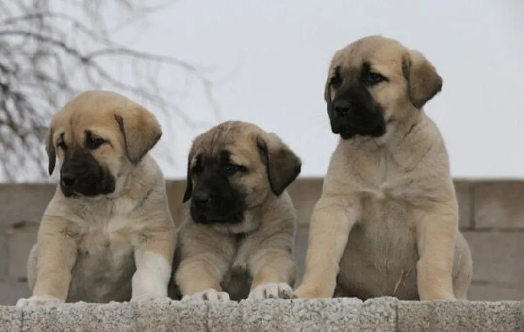 Kangal Dog Puppy Price In India