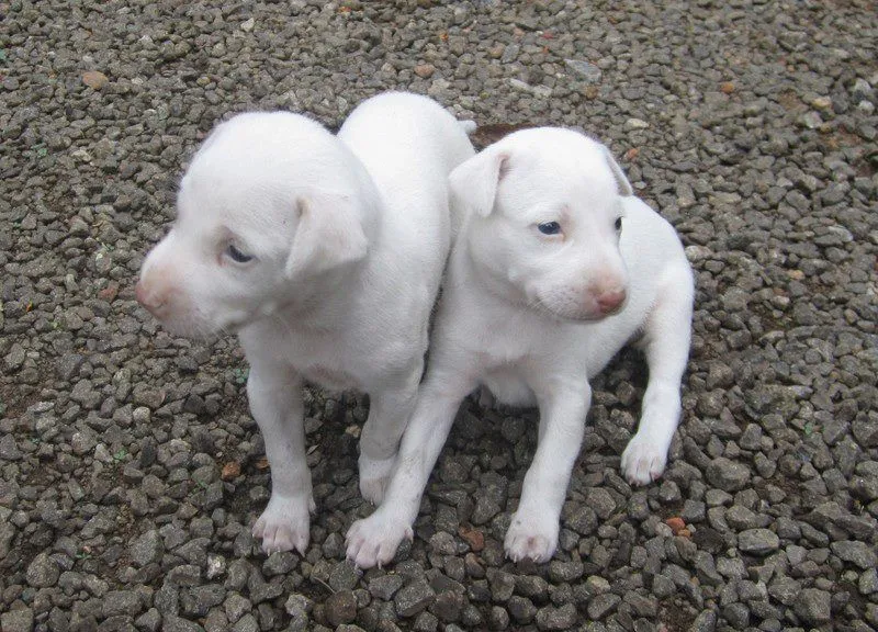 Rajapalayam Dog Puppy Price In India