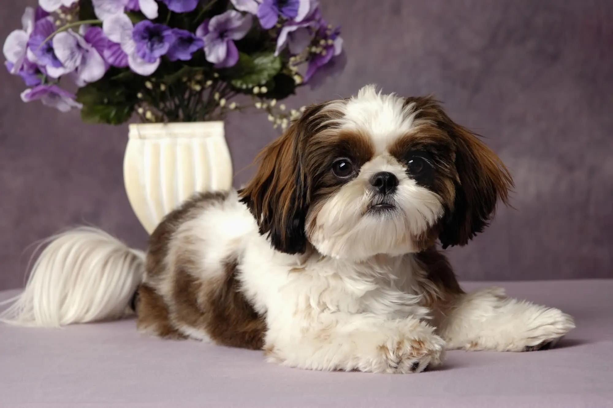 Shih Tzu Dog Price In India