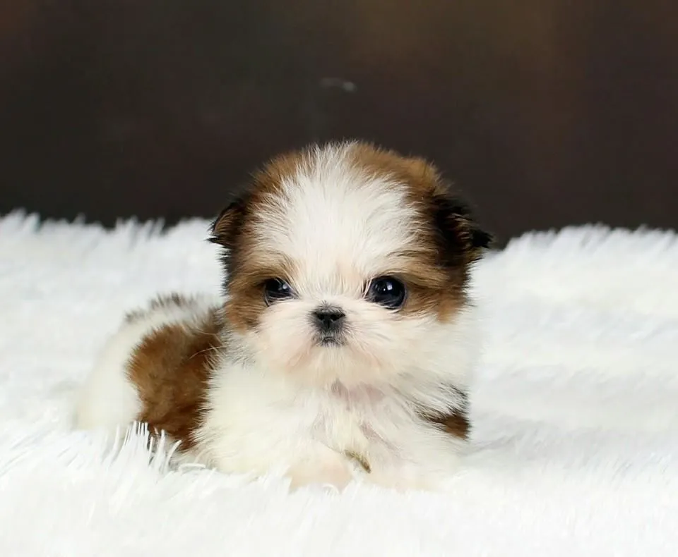 Shih Tzu Dog Price Puppy