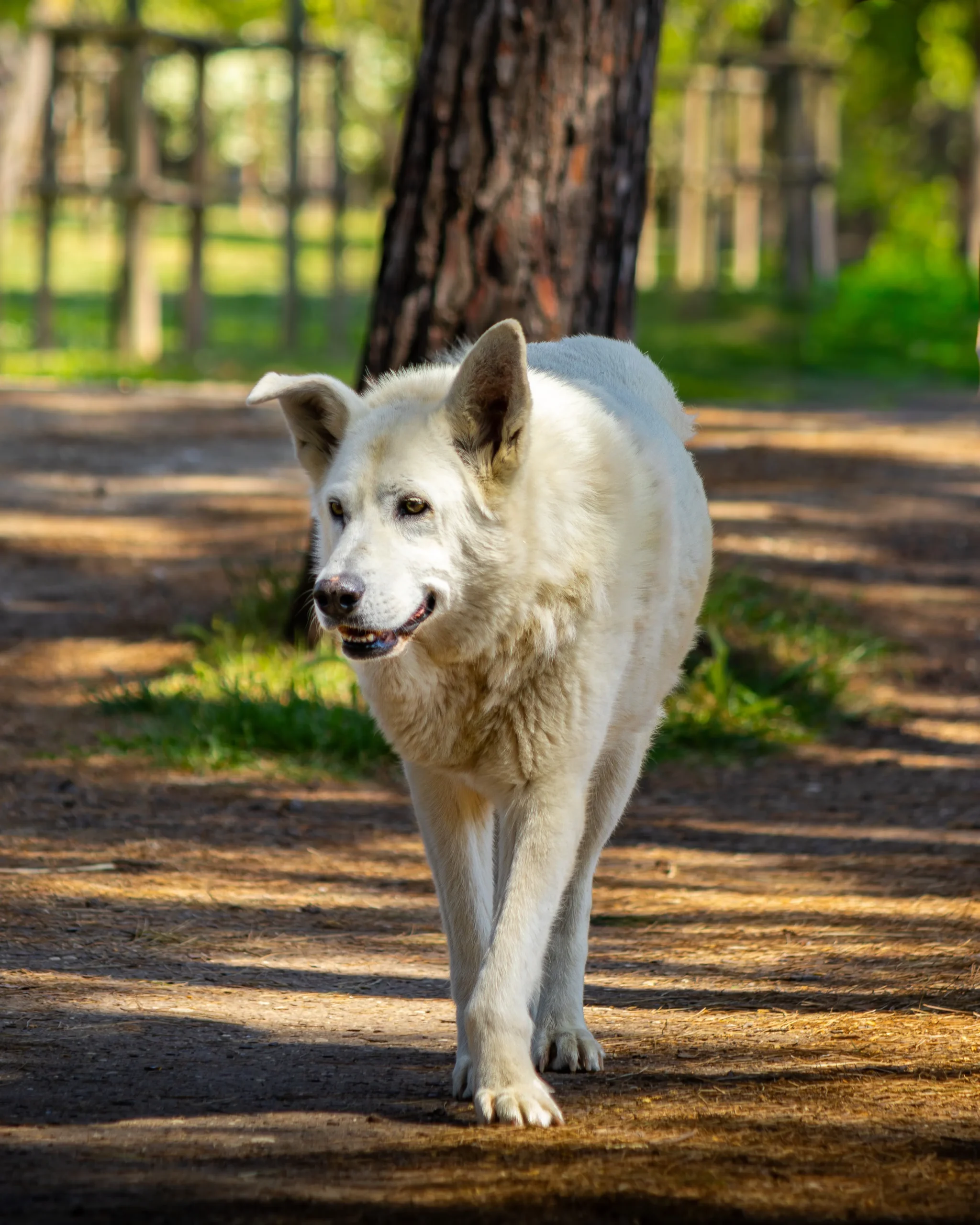 White Gaddi Dog Price in India