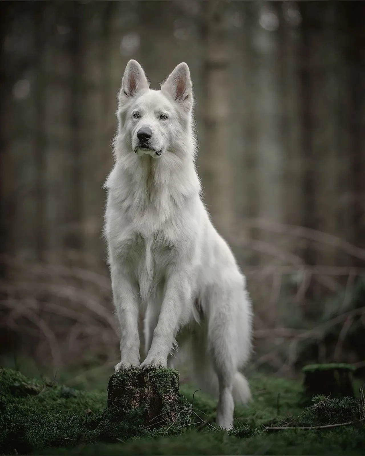 White Jarman Safed Dog