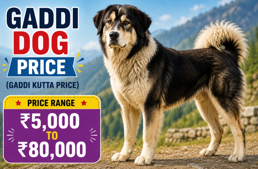 Gaddi Dog Price in India – Real Numbers from Delhi to Himachal (2026) gaddi dog price