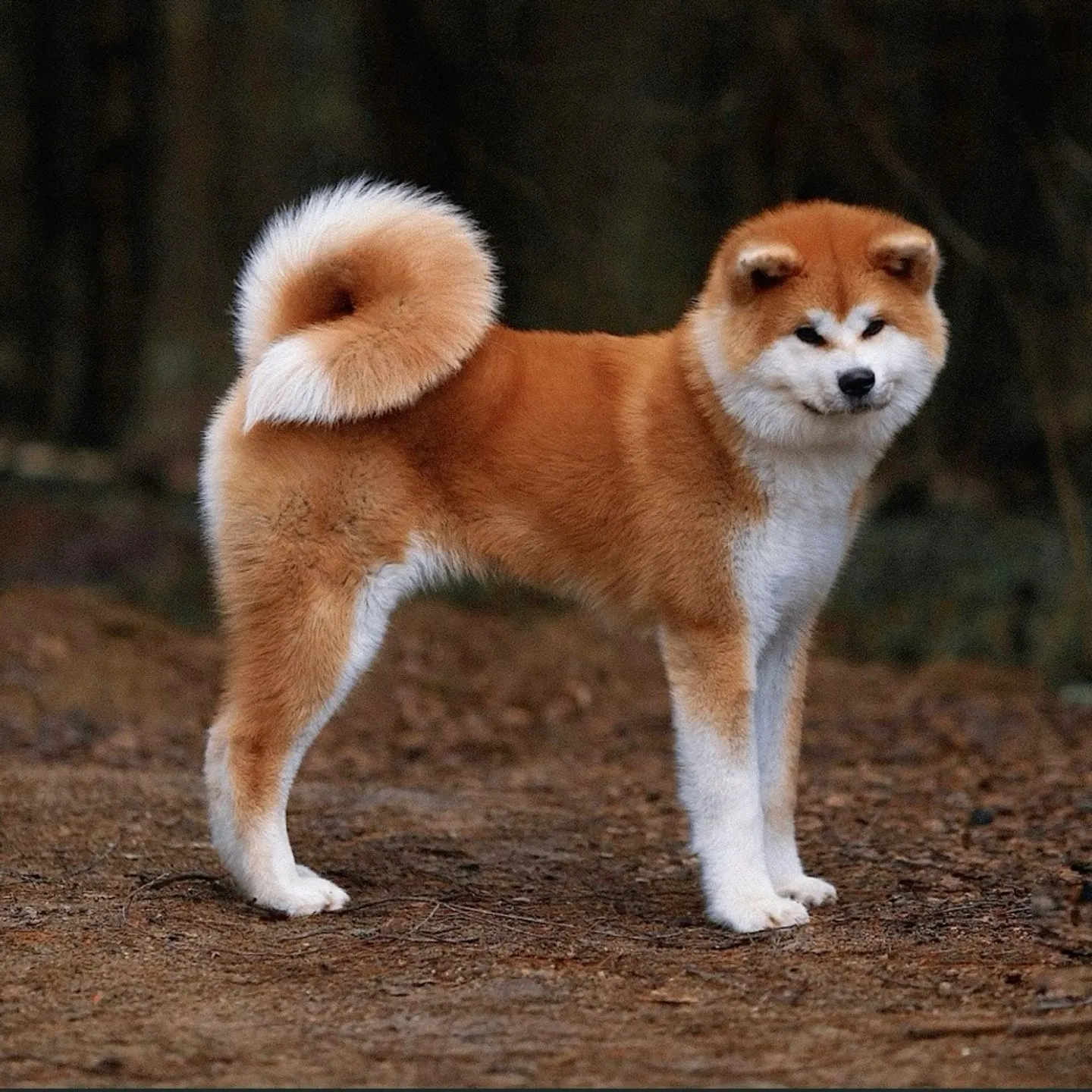 Akita Dog Bite Force