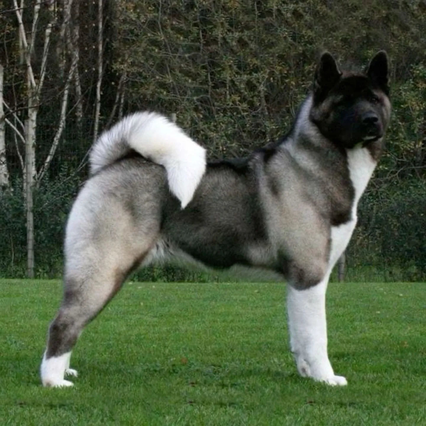 Akita Dog Price