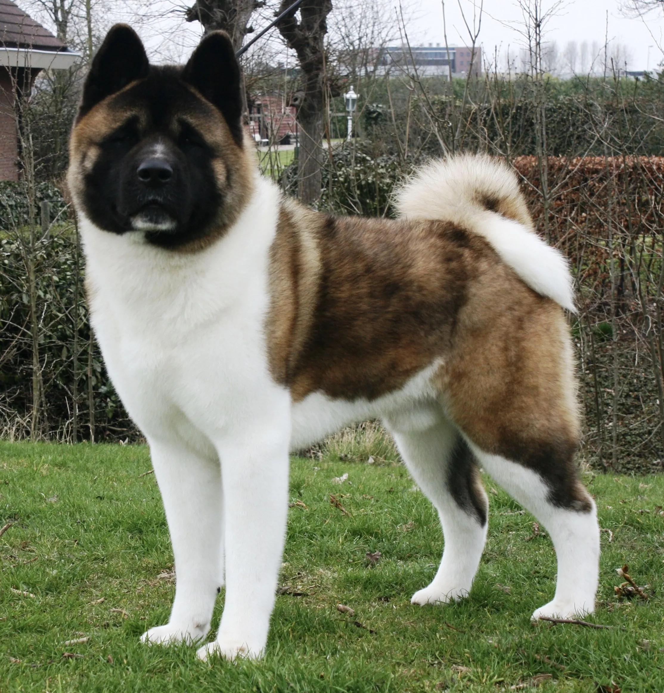 Akita Dog