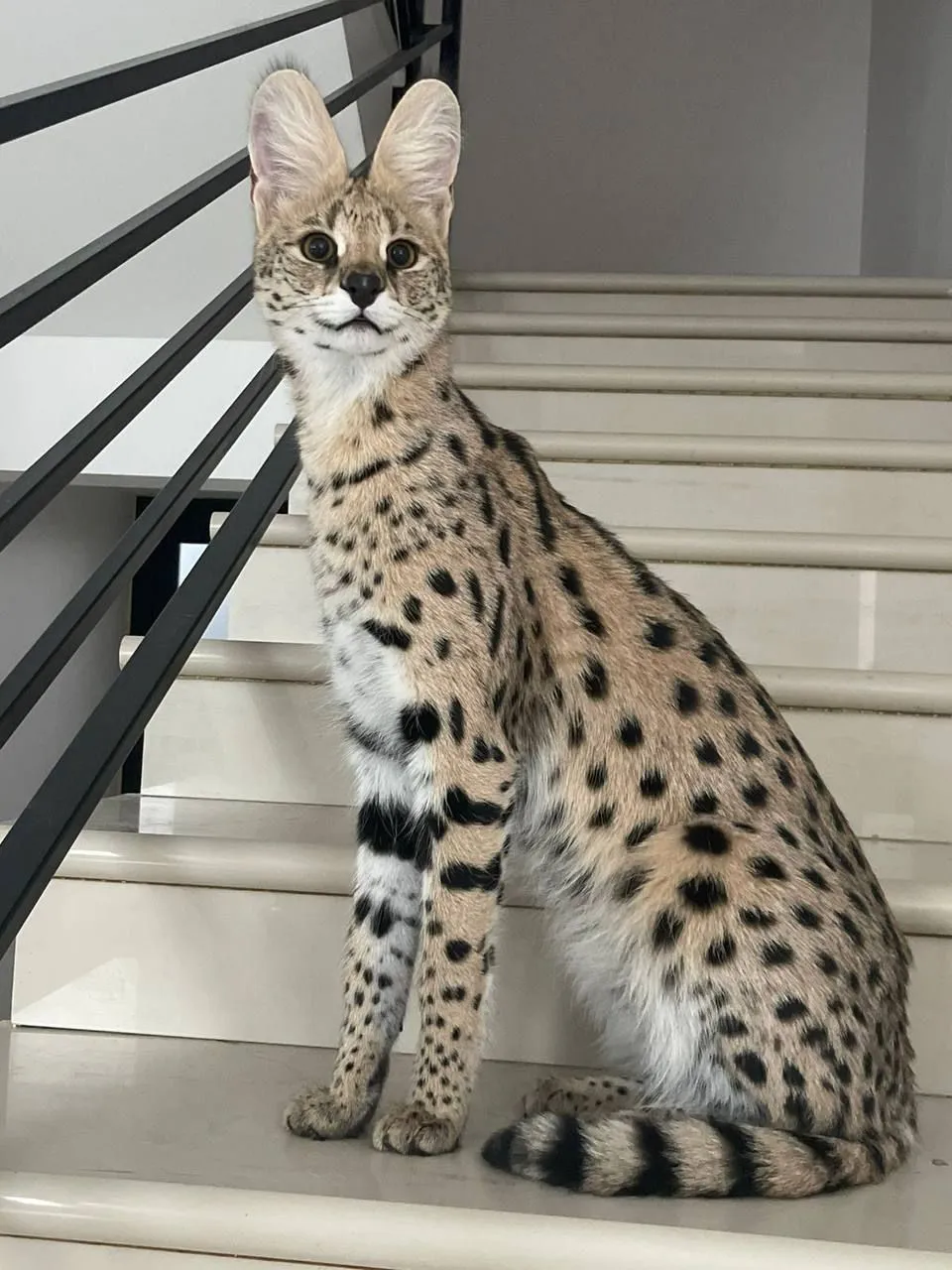 Ashera Cat Personality