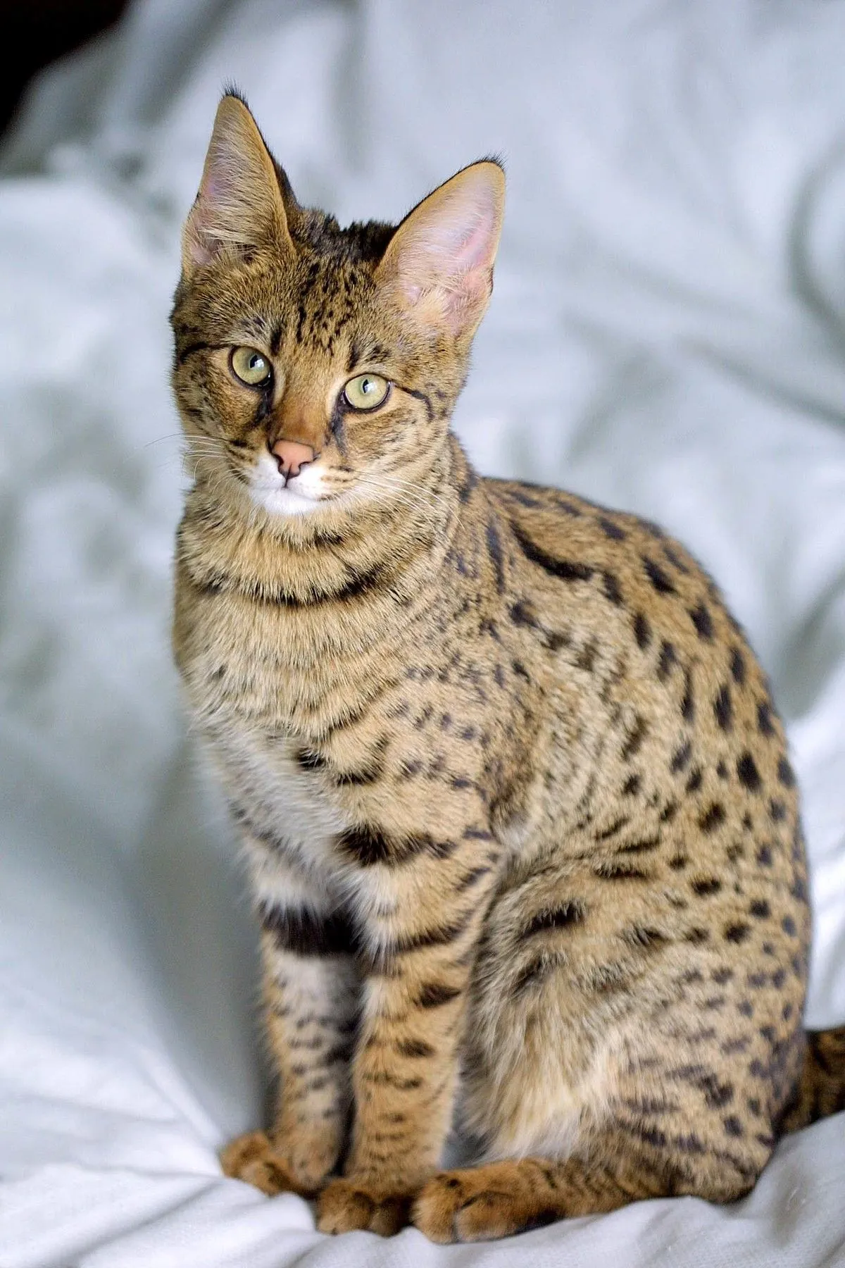 Ashera Cat Price In India