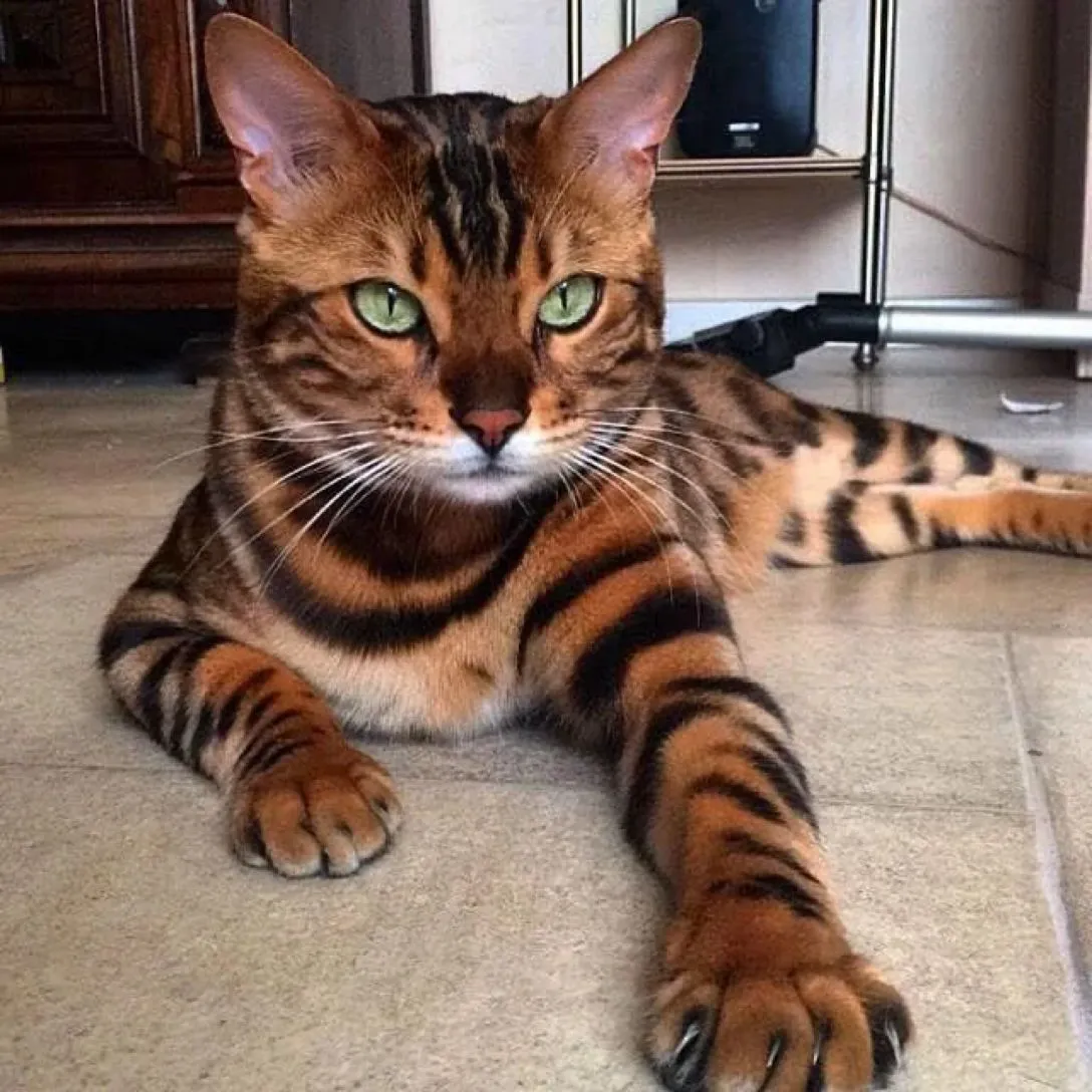 Ashera Cat Price and Controversy