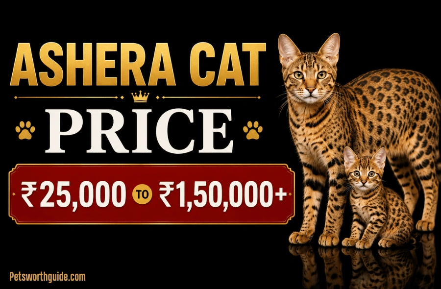 Ashera Cat Price: How Much Does the World’s Most Expensive Cat Really Cost in 2026? Ashera Cat Price