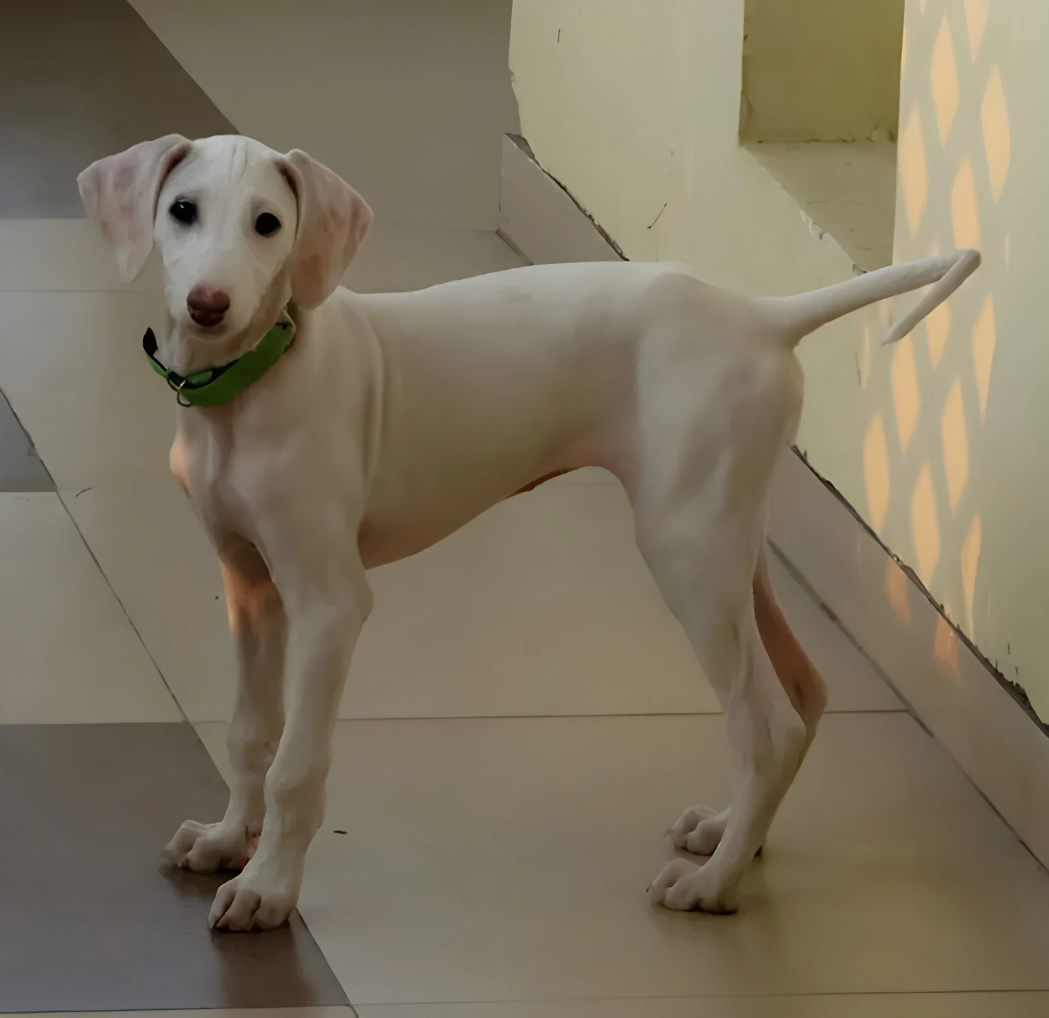 Baby Mudhol Dog Price