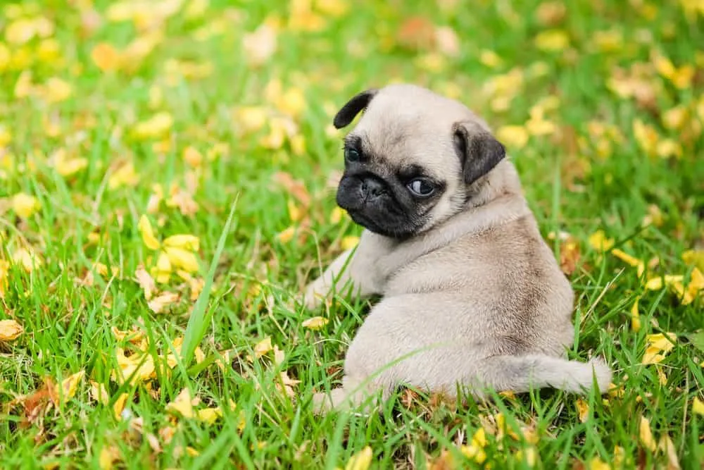 Baby Vodafone Dog Price