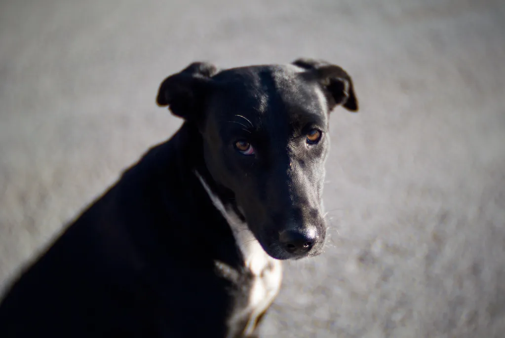 Black Pariah Dog