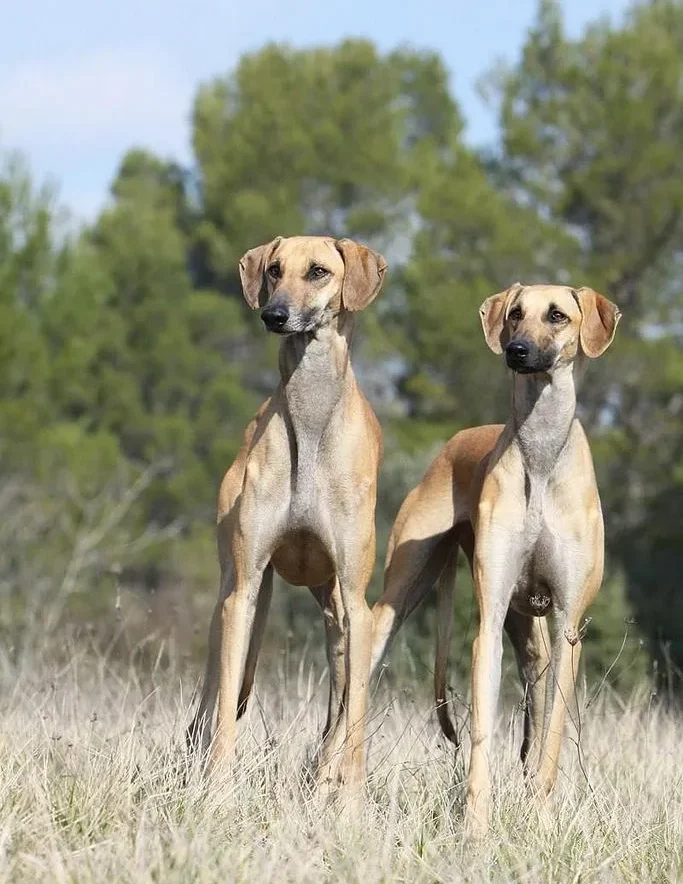 Chippiparai Dog Breed