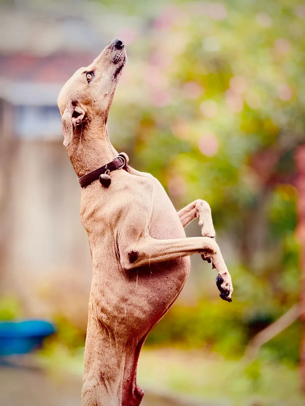 Chippiparai Dog Personality