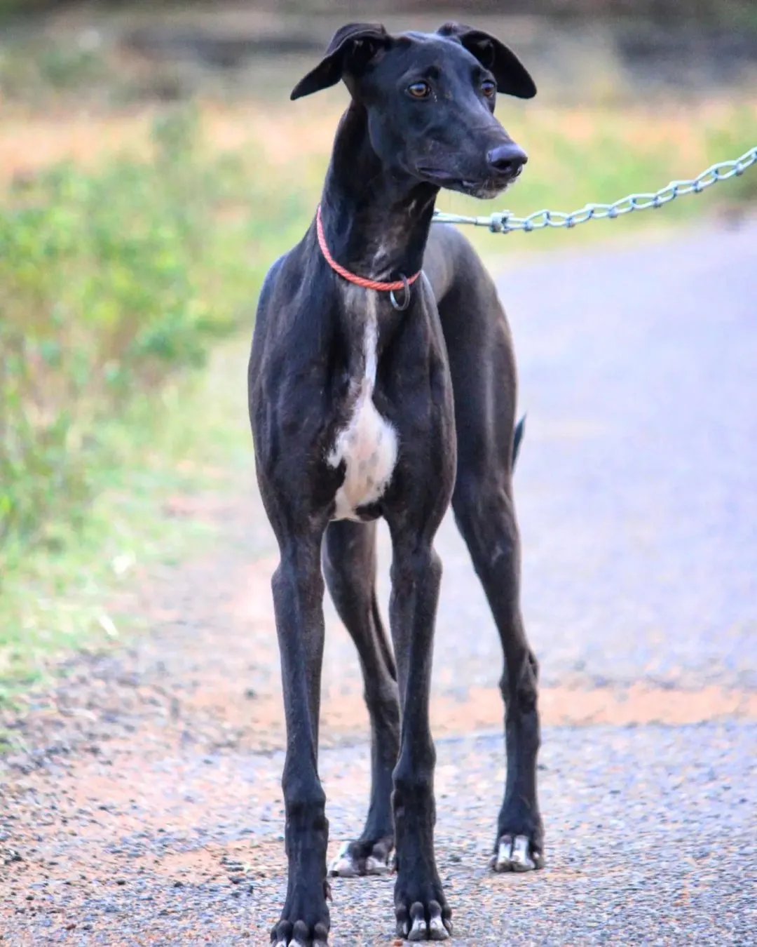 Chippiparai Dog Price Across Cities in India (2026)