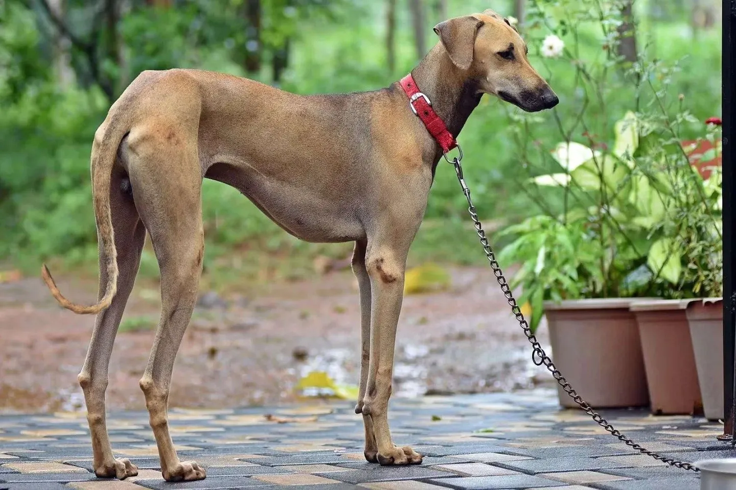 Chippiparai Dog
