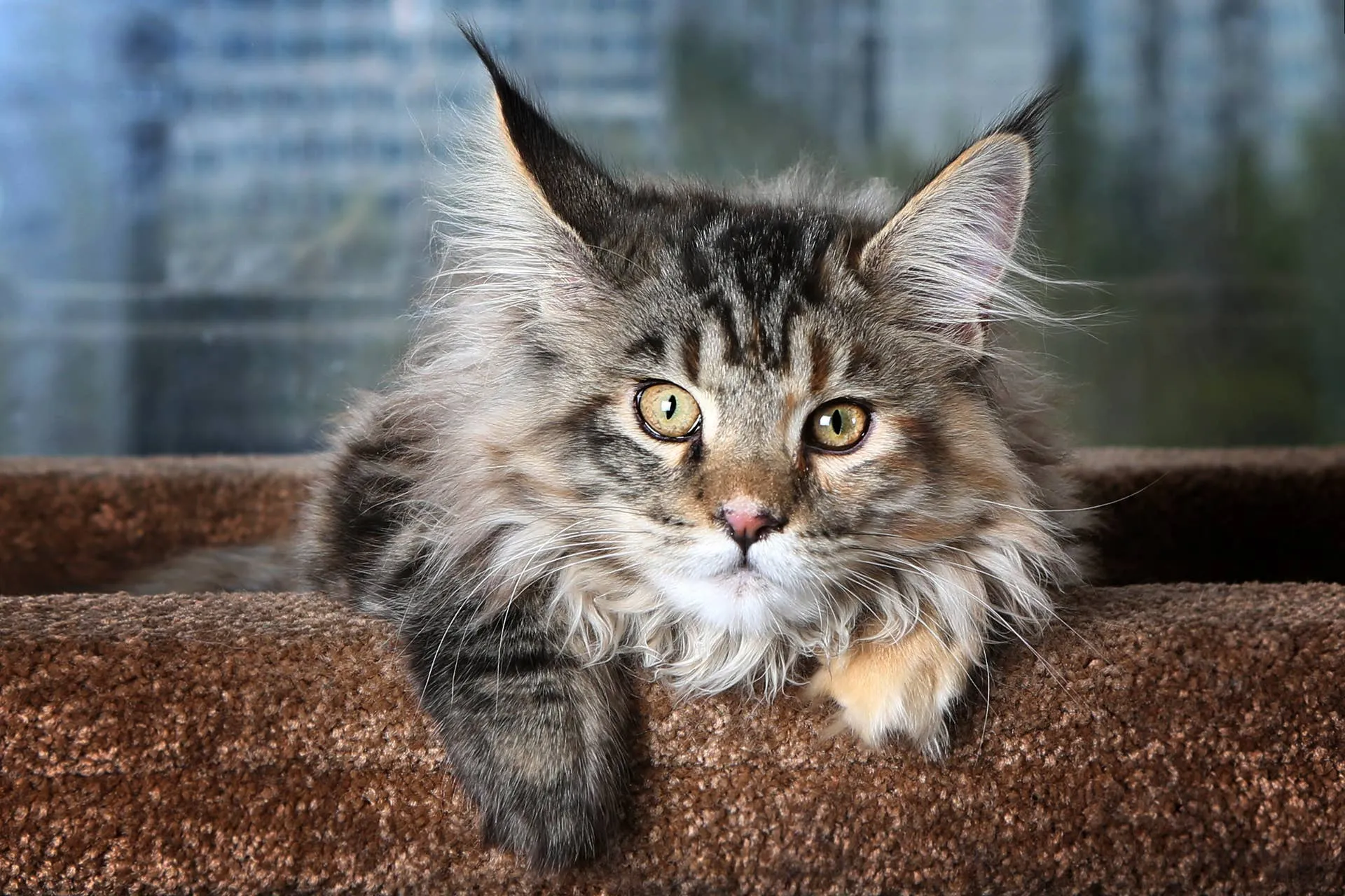 Common Health Issues In Maine Coon Cats