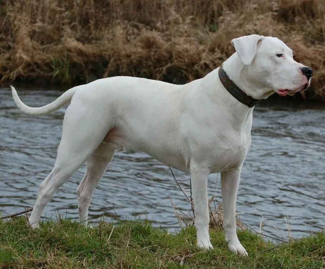 Common Health Issues in the Dogo Argentino