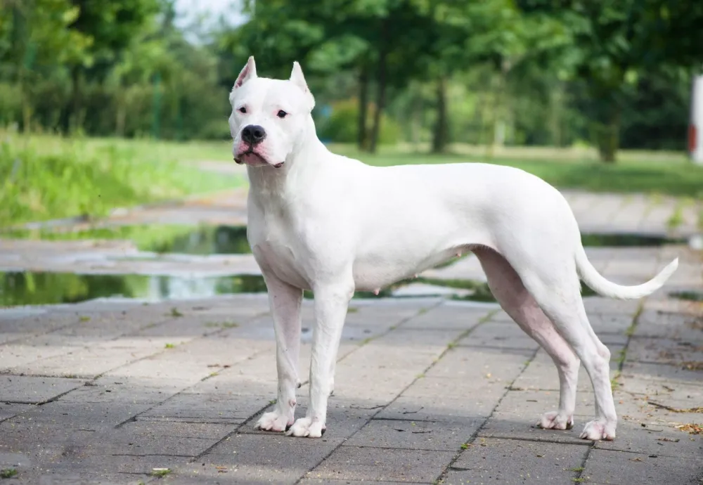 Dogo Argentino Price in India