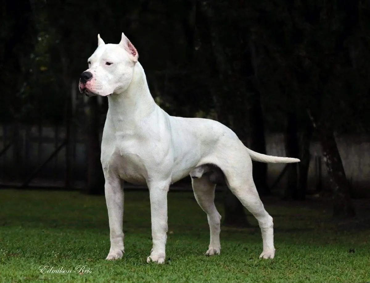 Dogo Argentino Price in USA