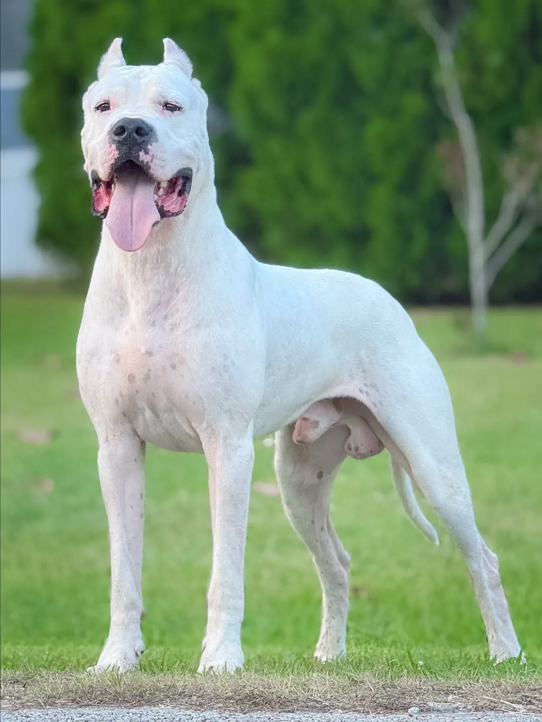 Dogo Argentino
