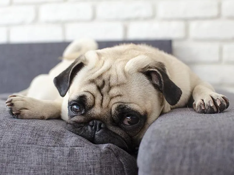 Environment for Pugs