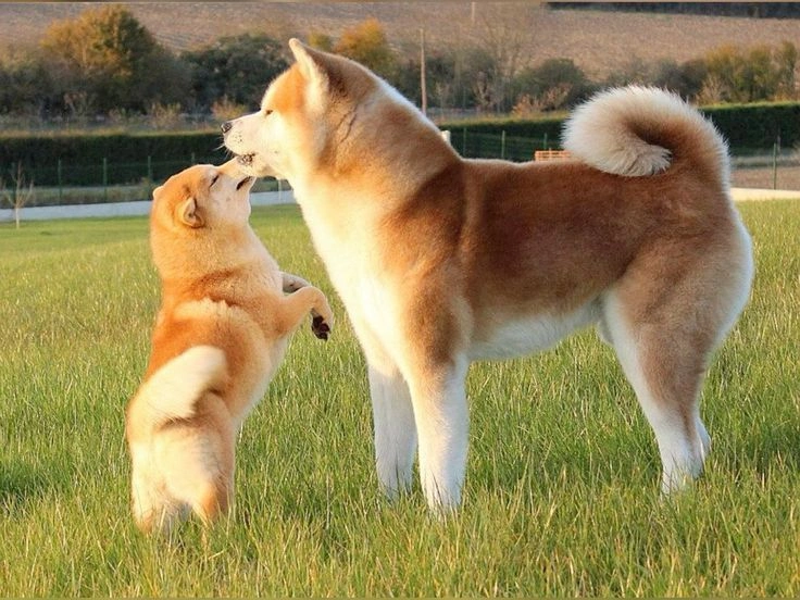 Full Grown Akita Dog Price