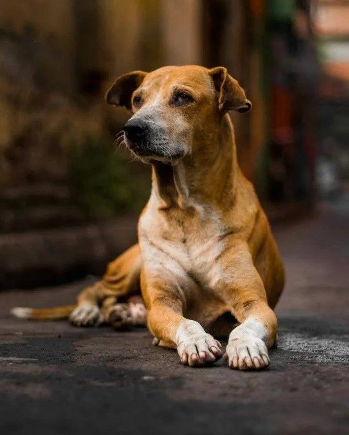 Indian Pariah Dog Lifespan