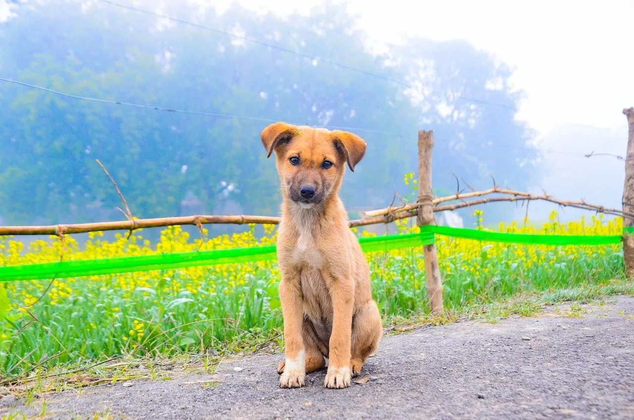 Indian Pariah Dog Puppy