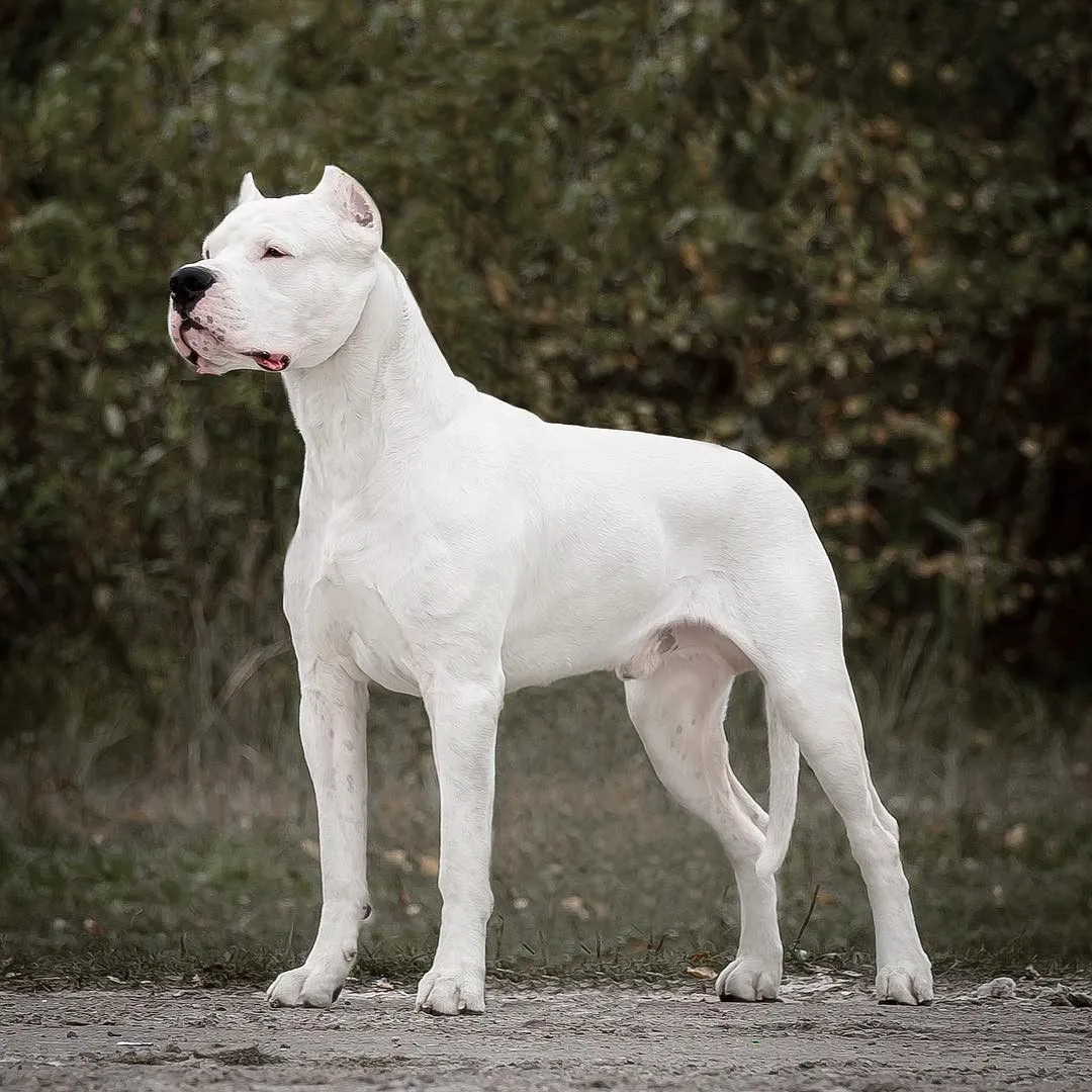 Is Dogo Argentino Banned In India 