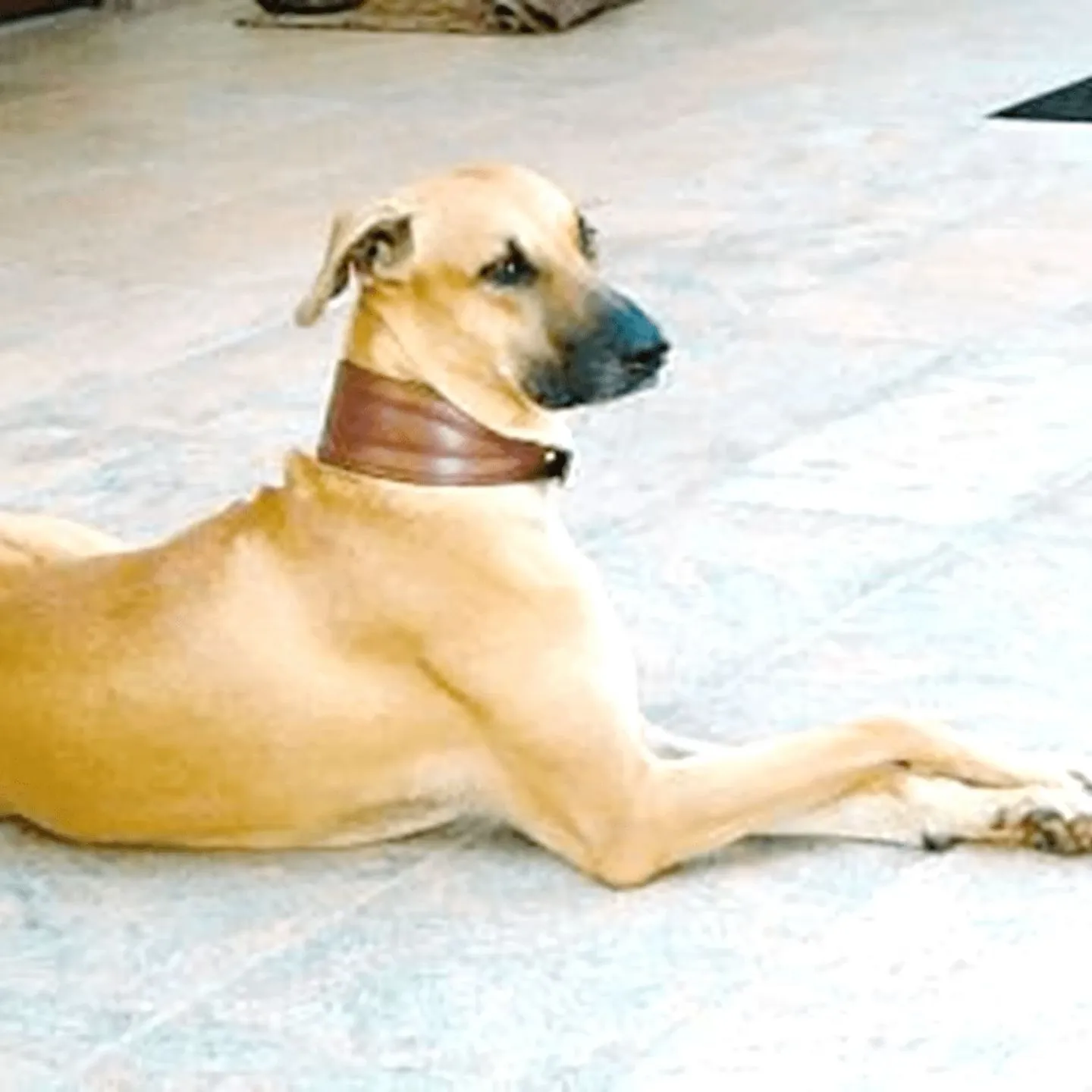 Kombai Dog Bite Force