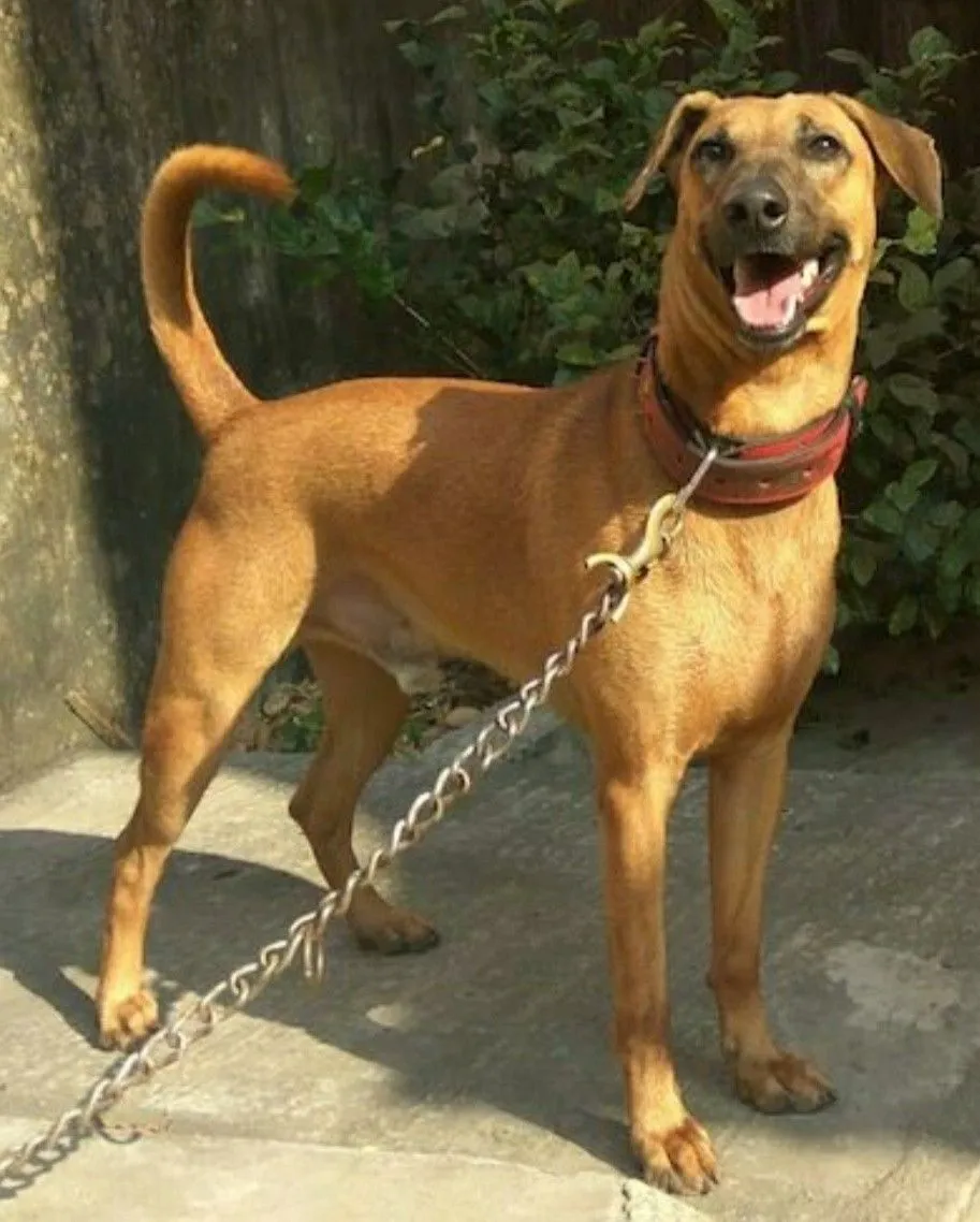 Kombai Dog Origin
