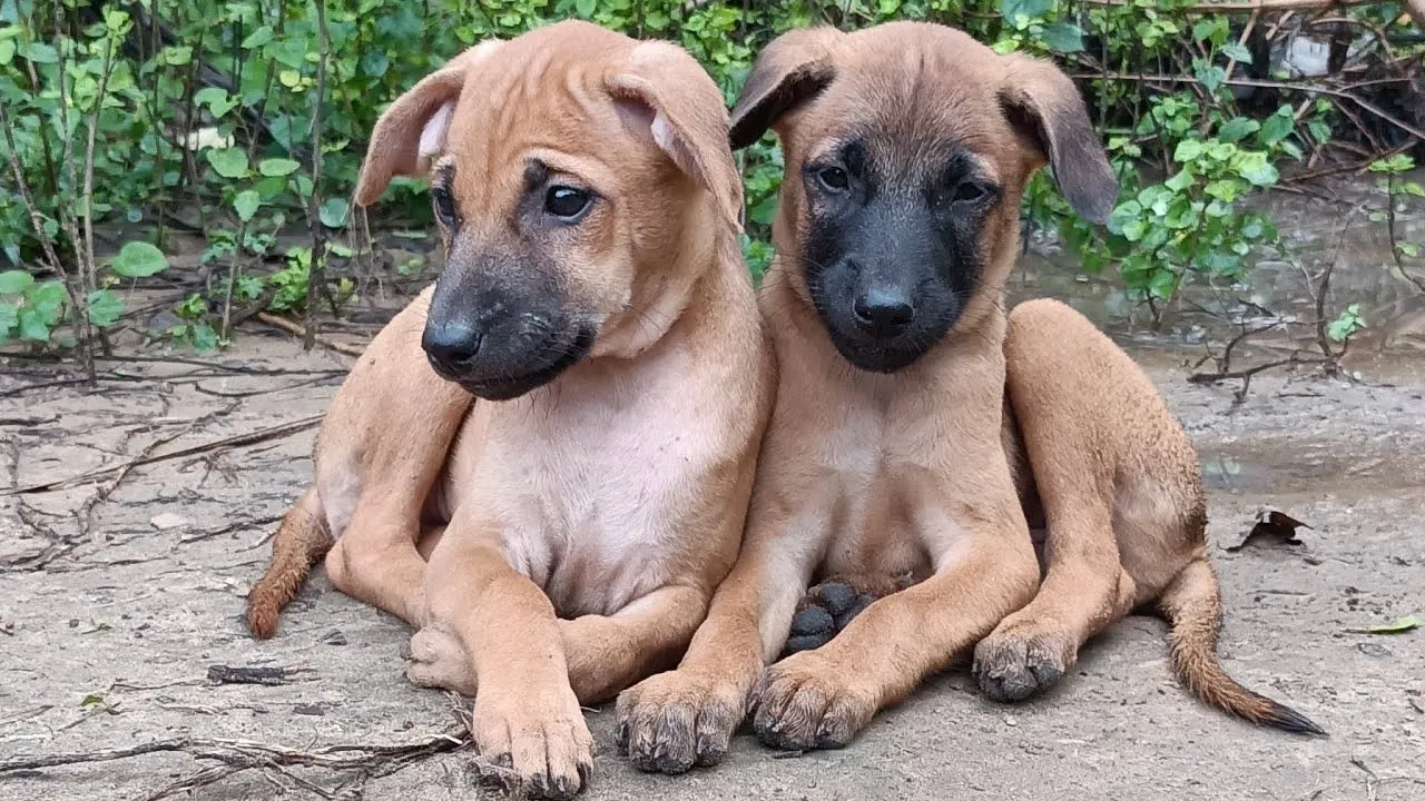 Kombai Dog Puppy