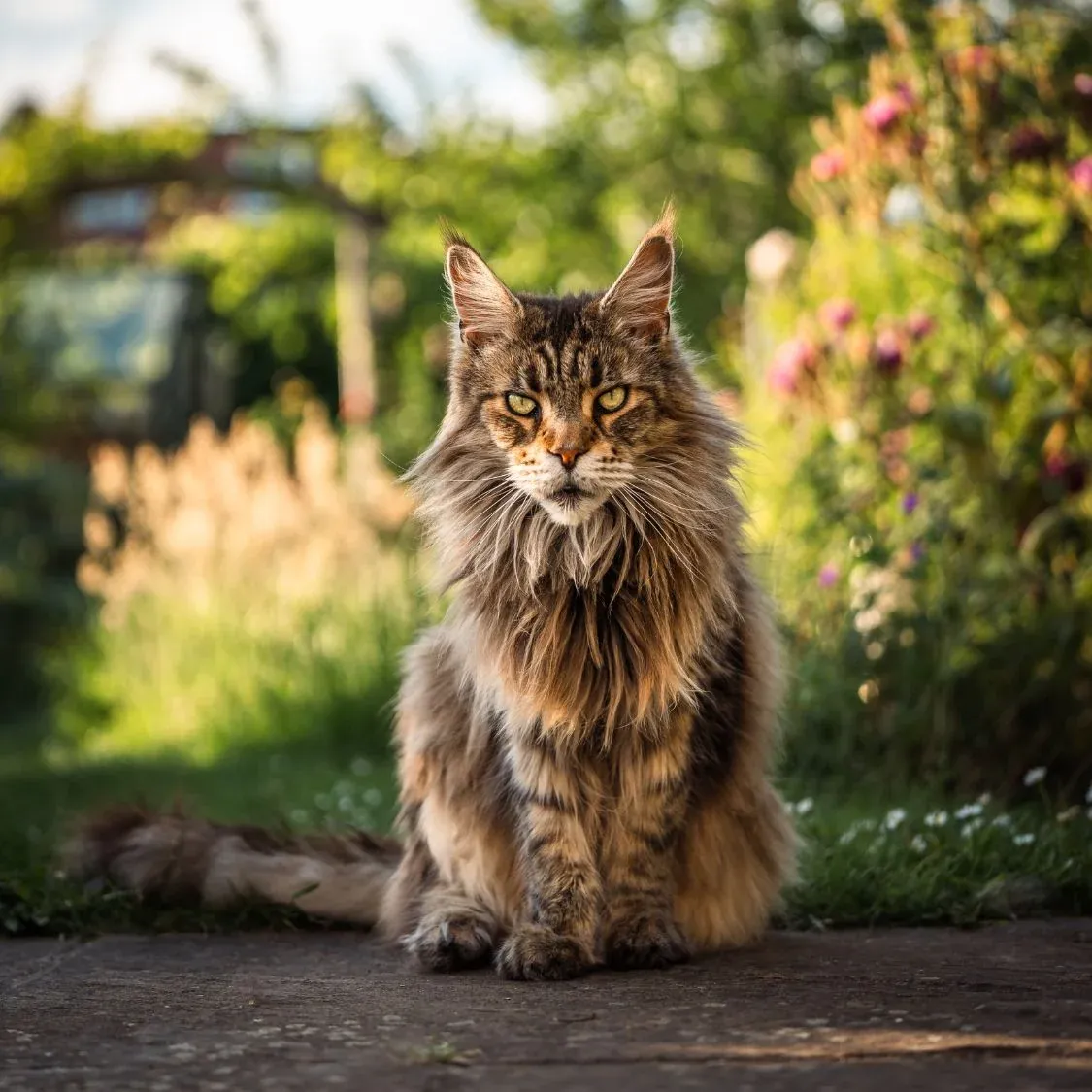 Maine Coon Cat Breeder