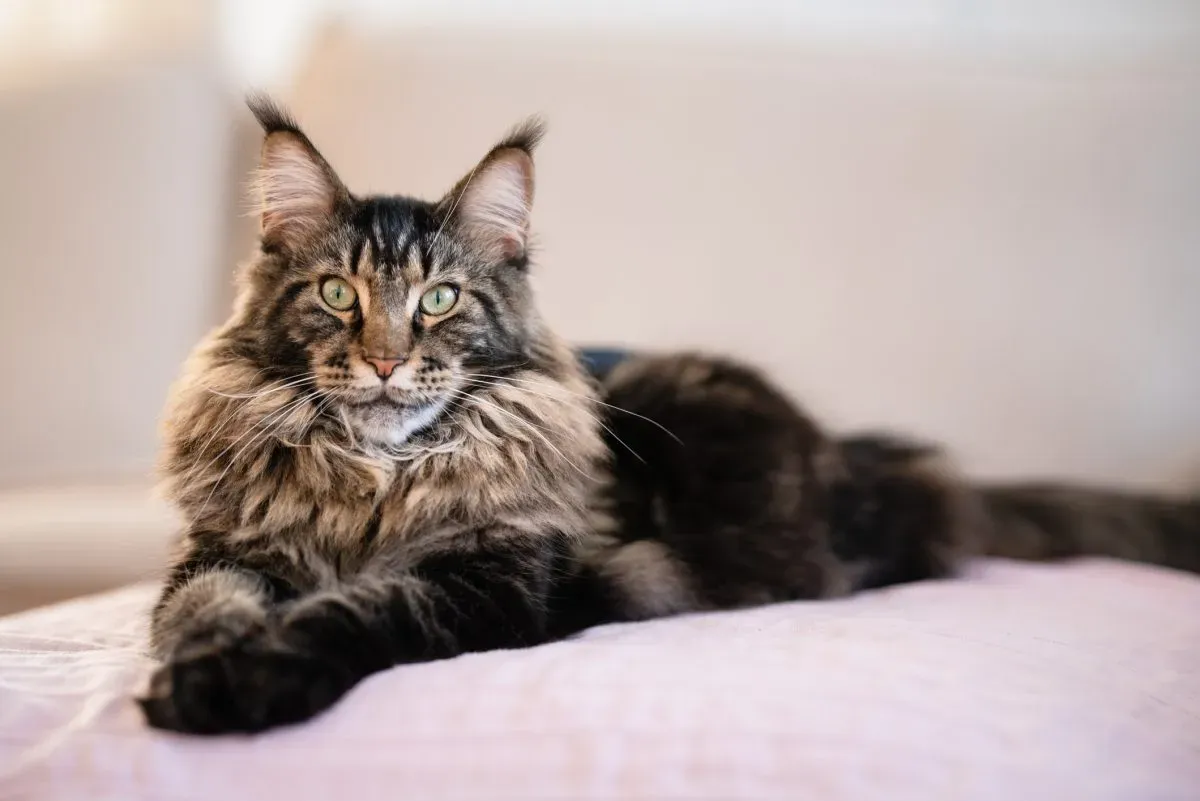 Maine Coon Cat Personality
