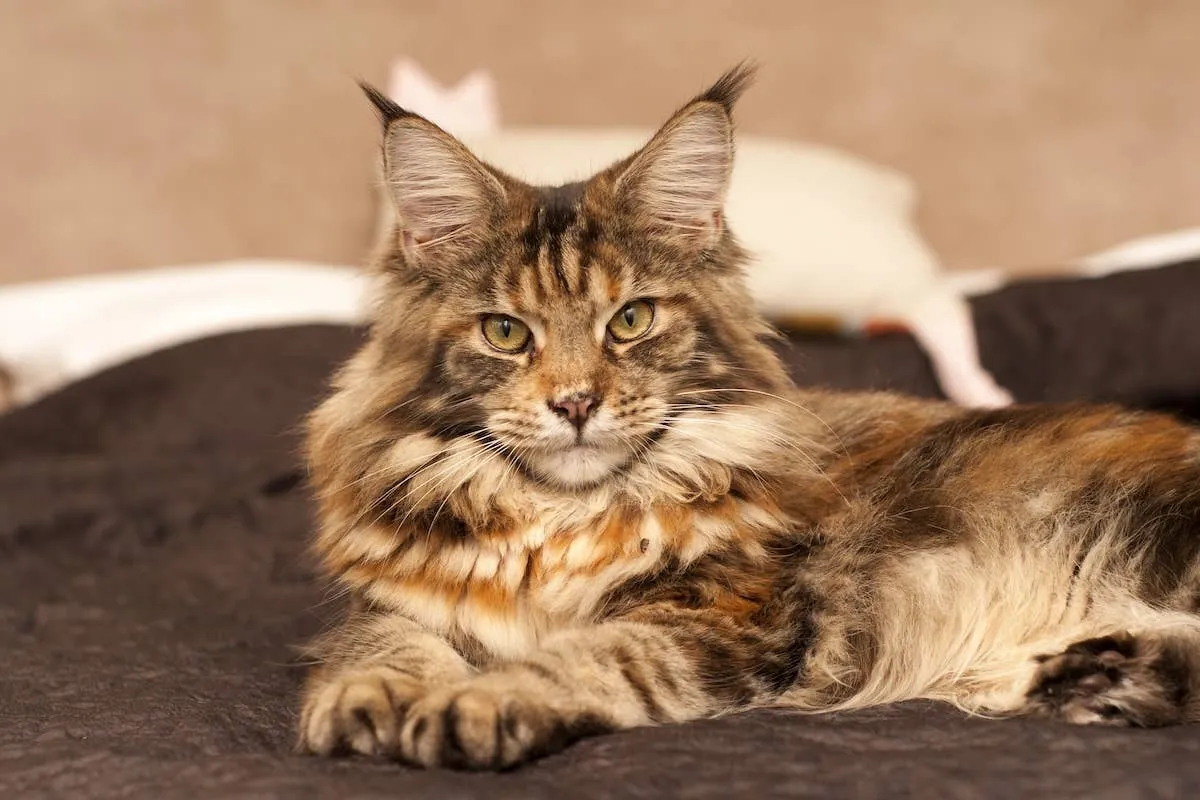 Maine Coon Cat and the Indian Climate