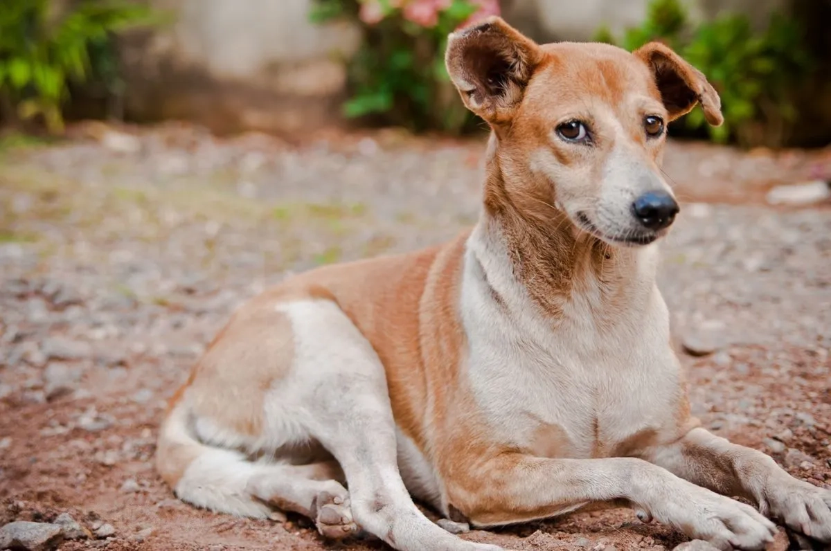 Maintenance Cost of an Indian Pariah Dog