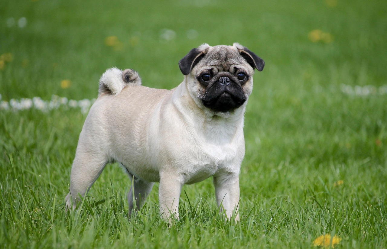 Monthly Maintenance Cost of a Pug